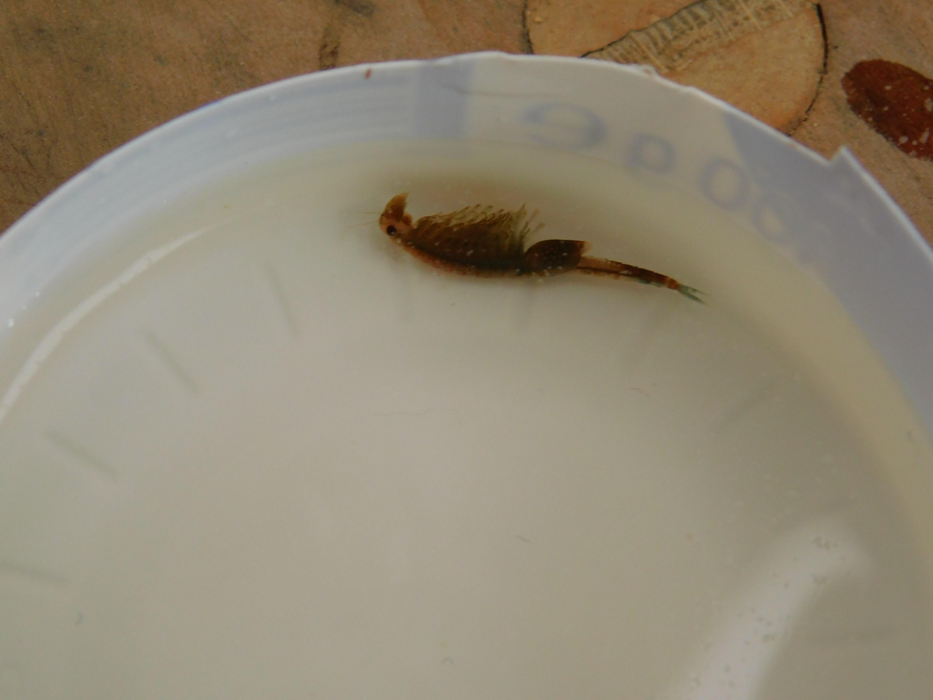 Eubranchipus grubii