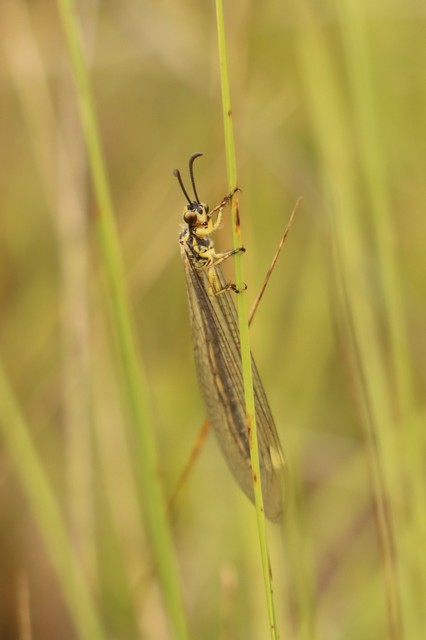 Myrmecaelurus trigrammus - hangyafarkas