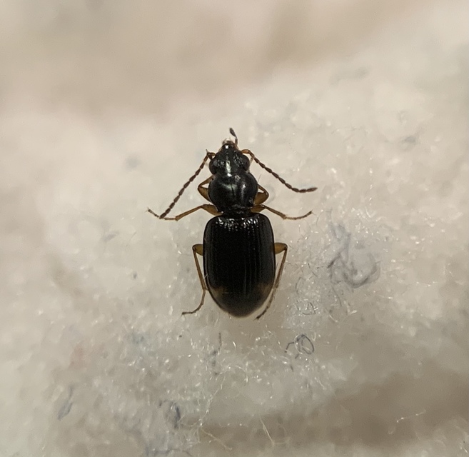 Bembidion assimile - kis gyorsfutó (Bembidion assimile)