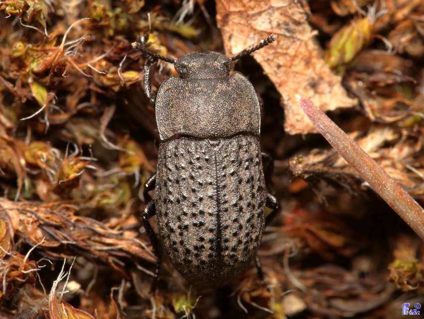 Opatrum sabulosum - sároshátú gyászbogár