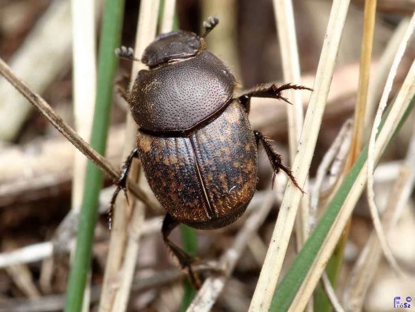 Onthophagus fracticornis - bronzos trágyatúró