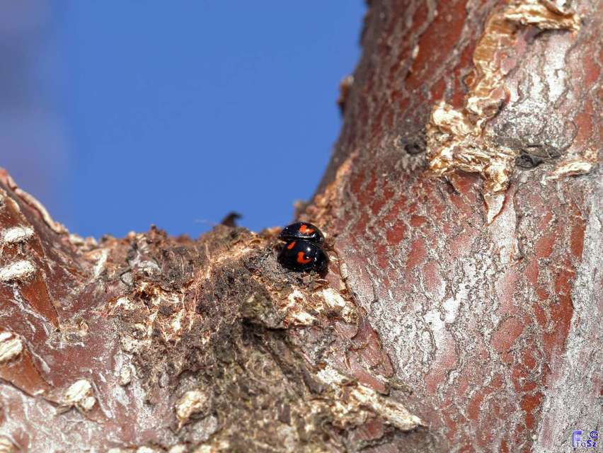 Exochomus quadripustulatus - négyfoltos szerecsenkata