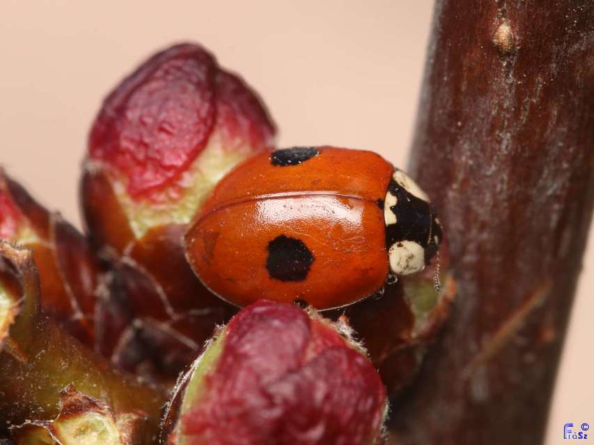 Adalia bipunctata - kétpettyes katica