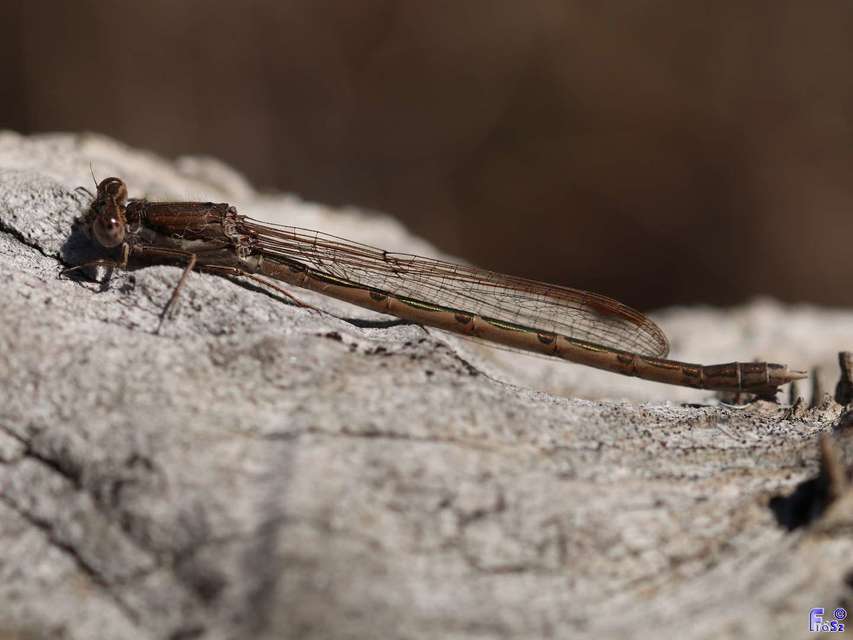 Sympecma fusca - téli rablószitakötő