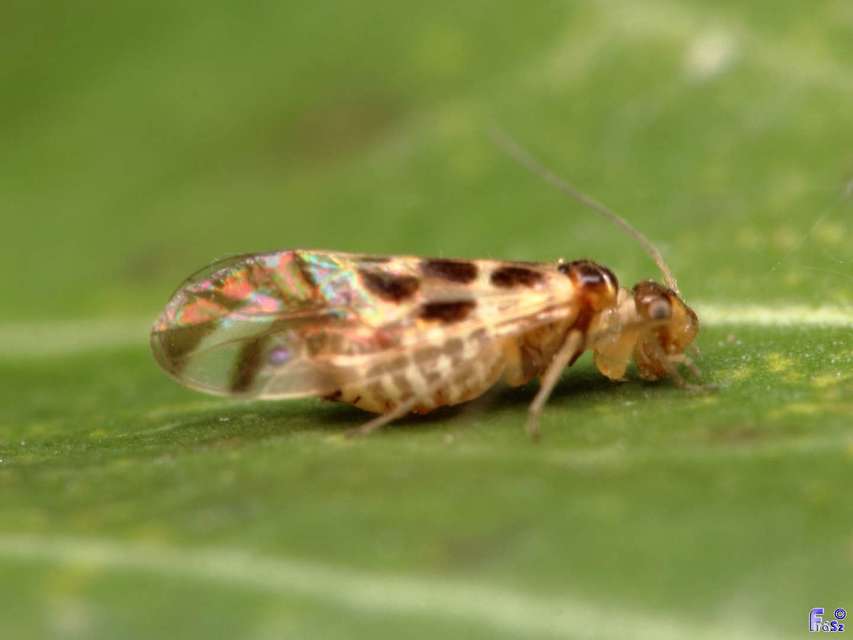 Graphopsocus cruciatus