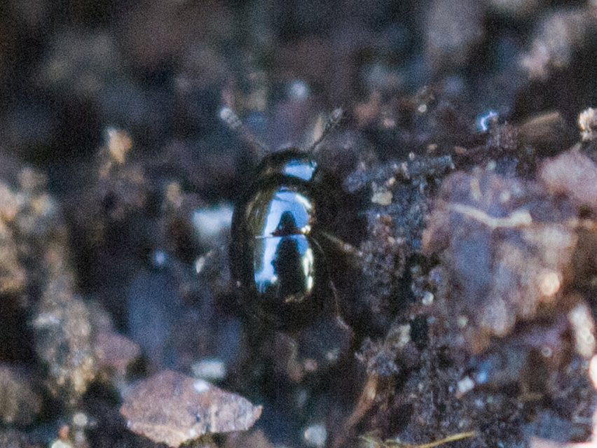 Leiodidae - pecebogárfélék Leiodidae - pecebogárfélék