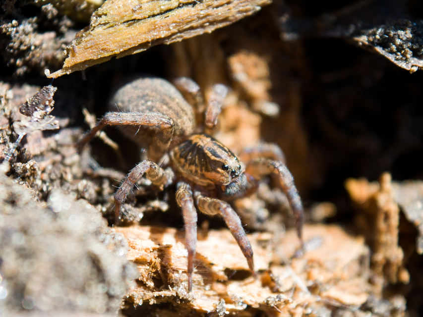 Trochosa