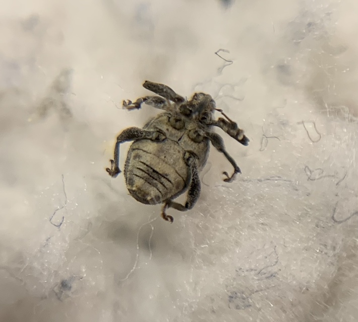 Thamiocolus viduatus - barnás fésűsormányos
