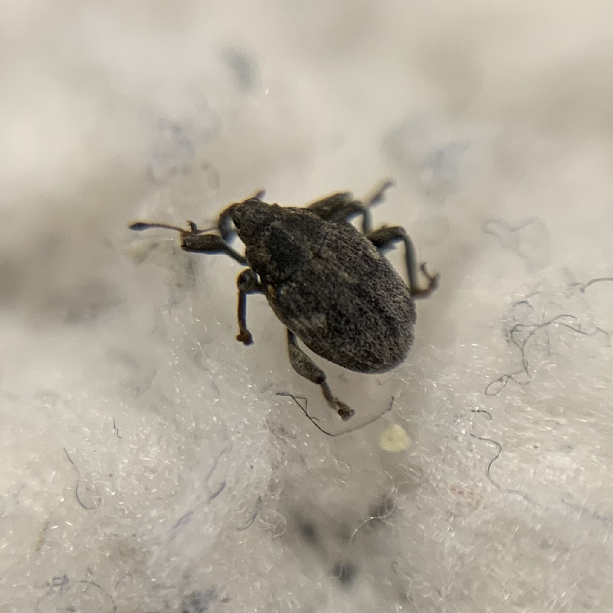 Thamiocolus viduatus - barnás fésűsormányos