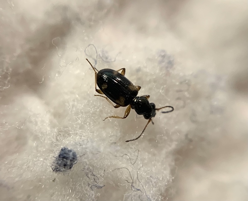 Bembidion quadrimaculatum - négyfoltos gyorsfutó