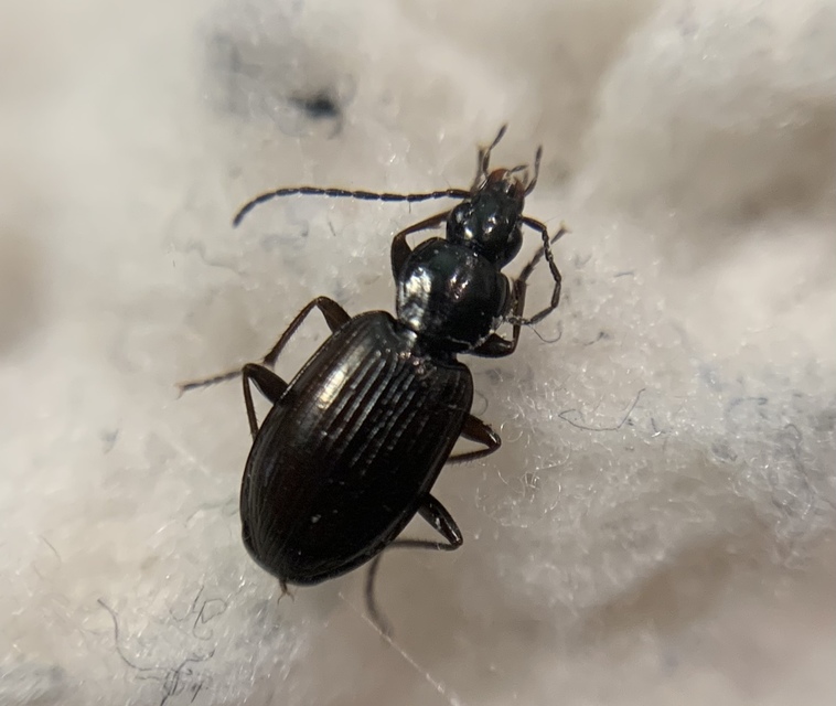 Agonum fuliginosum - füstös kisfutó