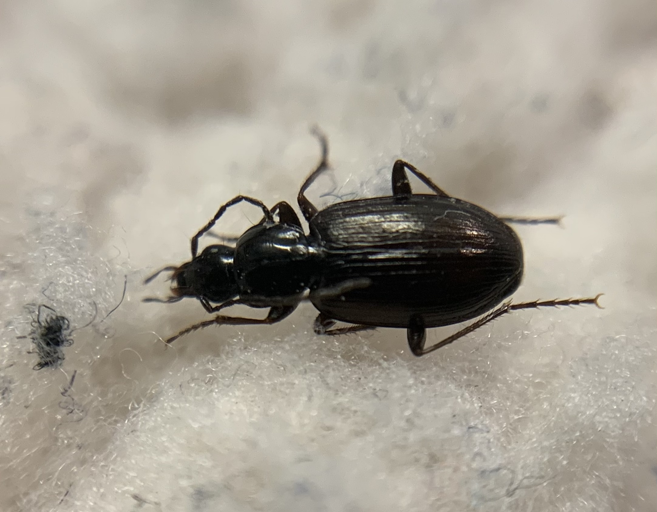 Agonum fuliginosum - füstös kisfutó