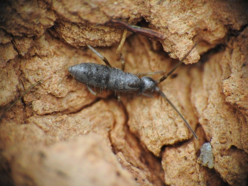 Collembola - Ugróvillások