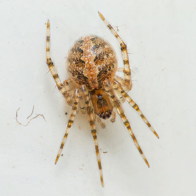 Theridion