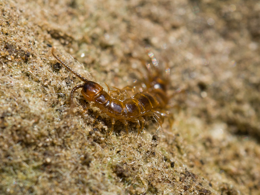 Lithobiidae
