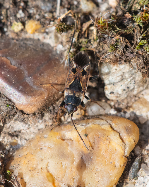 Rhyparochromus vulgaris - közönséges díszesbodobács