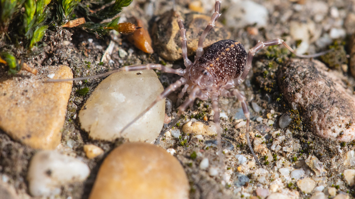 Egaenus convexus