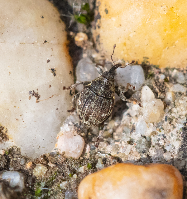 Nedyus quadrimaculatus - közönséges csalánormányos