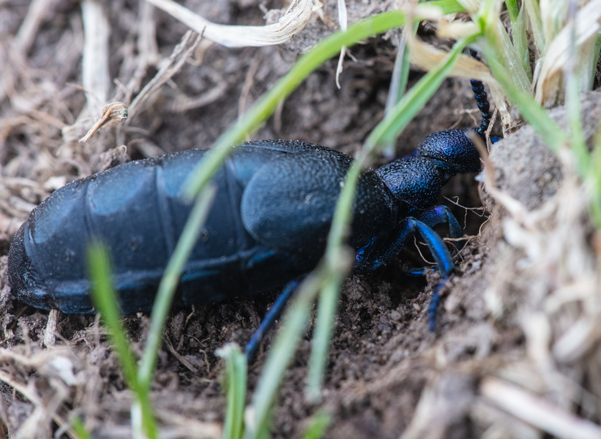 Meloe proscarabaeus - közönséges nünüke
