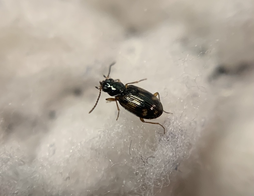 Bembidion octomaculatum - nyolcfoltos gyorsfutó