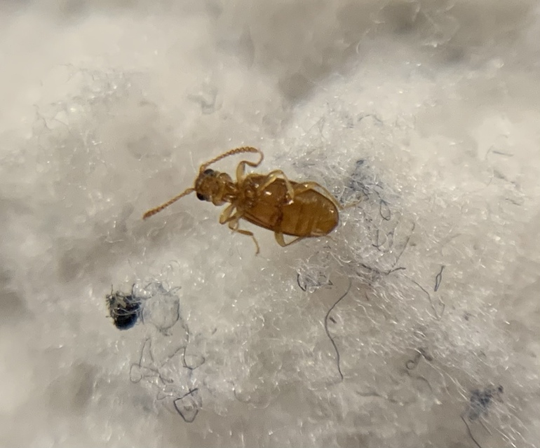 Pseudotomoderus compressicollis - szegettnyakú fürgebogár