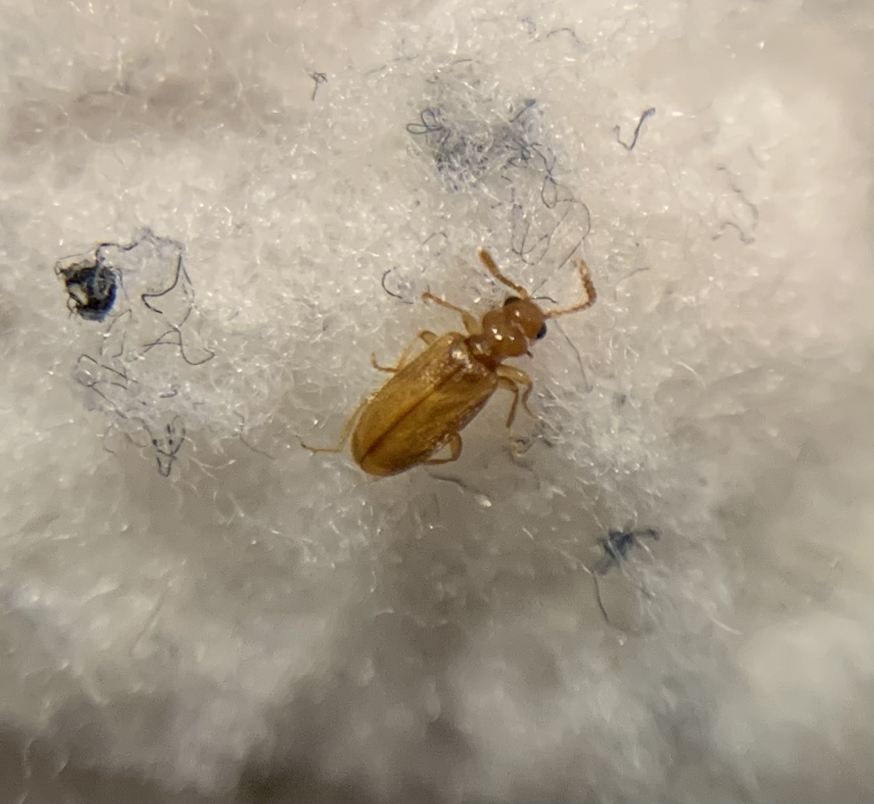 Pseudotomoderus compressicollis - szegettnyakú fürgebogár