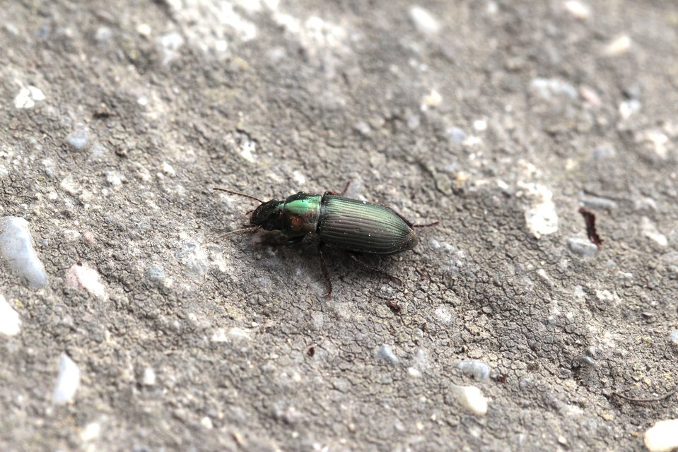Harpalus distinguendus - mezei lomhafutó