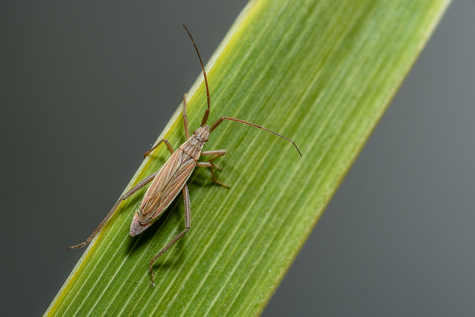 Notostira