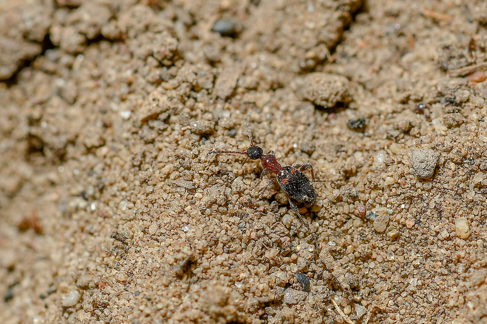 Anthelephila pedestris - hangyaszerű fürgebogár
