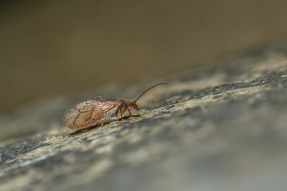 Hemerobiidae - barnafátyolkák