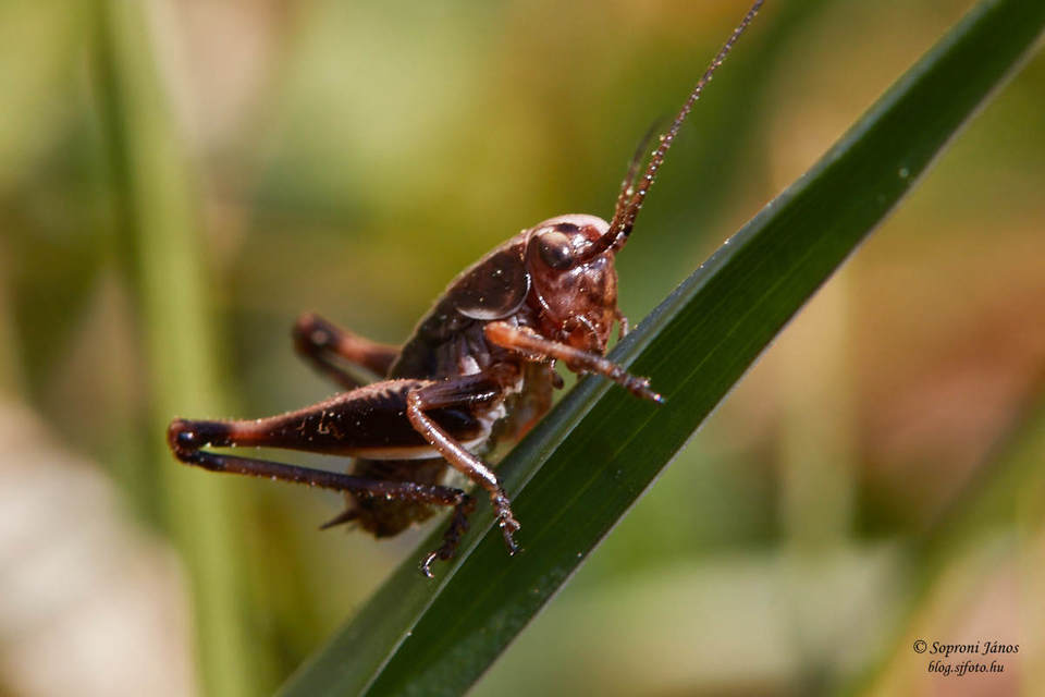 Pholidoptera
