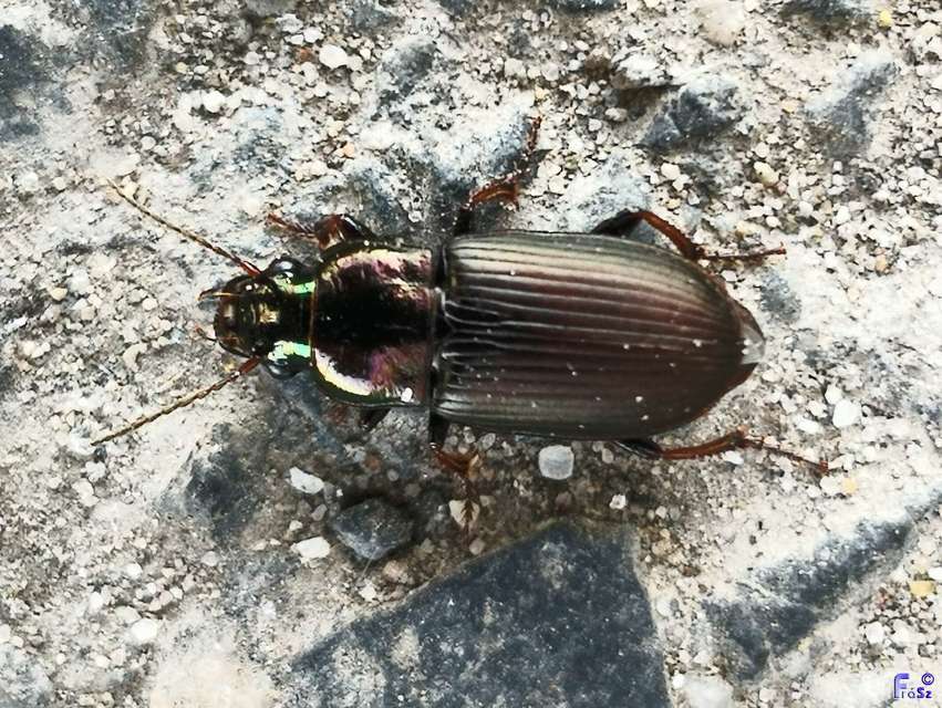 Harpalus distinguendus - mezei lomhafutó