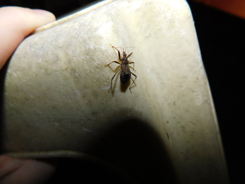 Himacerus