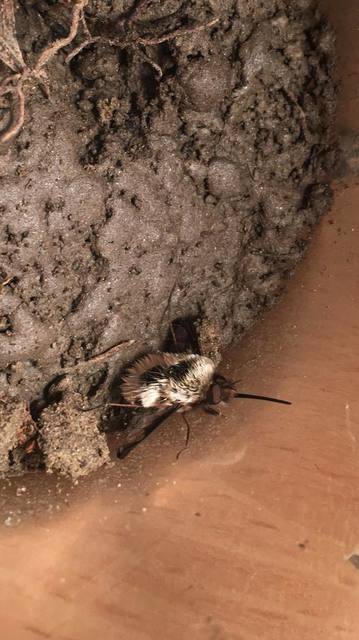 Bombylius major - szegélyes pöszörlégy