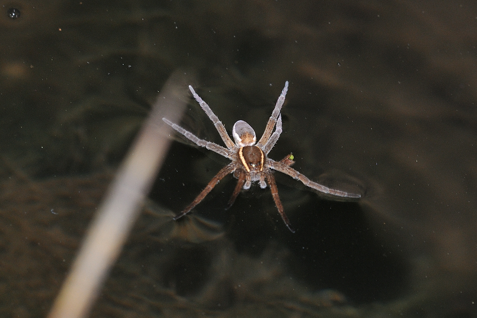Dolomedes plantarius/fimbriatus