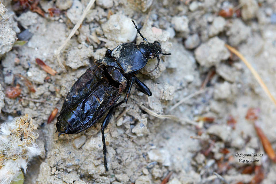 Carabus coriaceus - bőrfutrinka