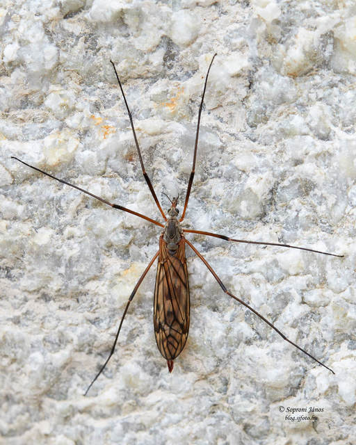 Tipula