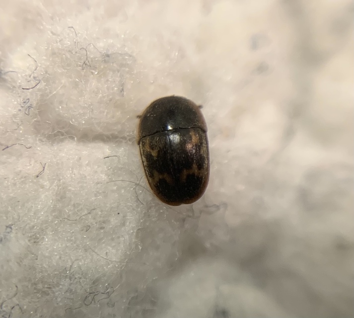Cryptarcha strigata - rajzos nedvbogár
