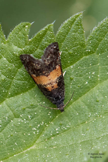 Olethreutinae