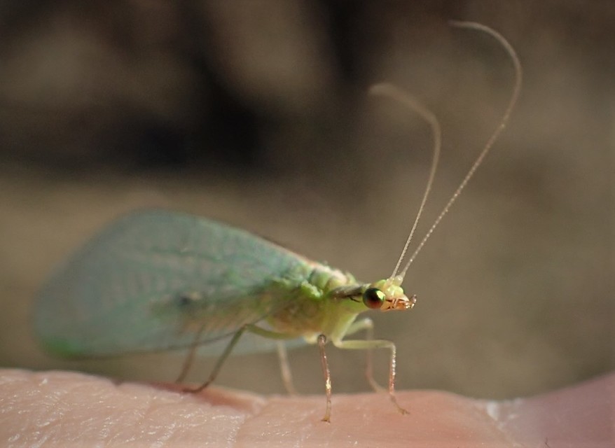 Chrysopidae - zöldfátyolkák