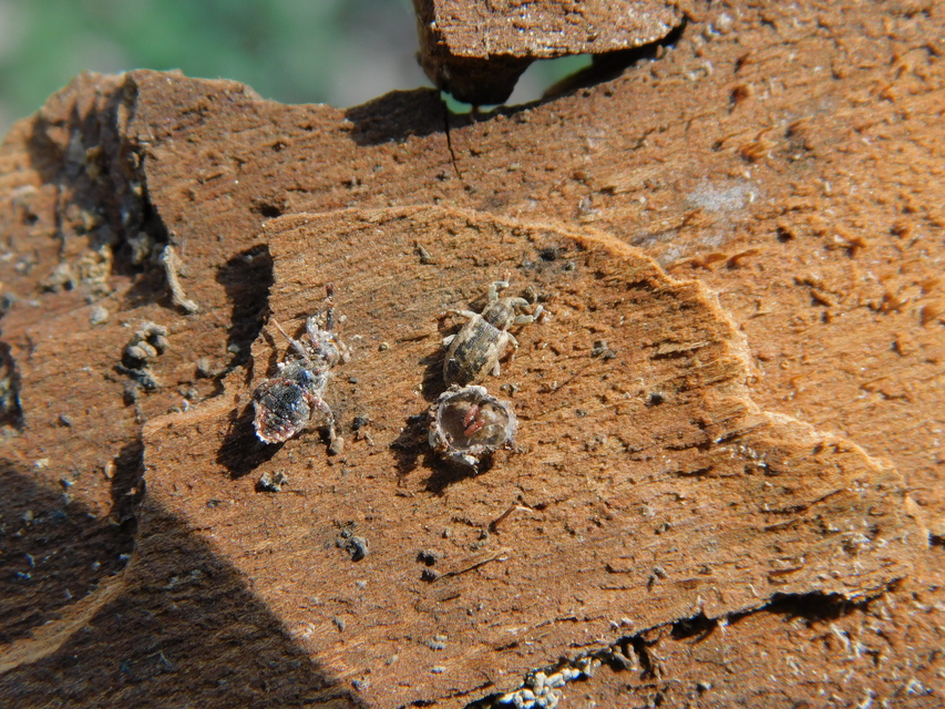 Dorytomus ictor - szegélyes hangormányos