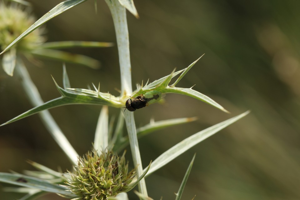 Oplodontha viridula - zöld zömöklégy