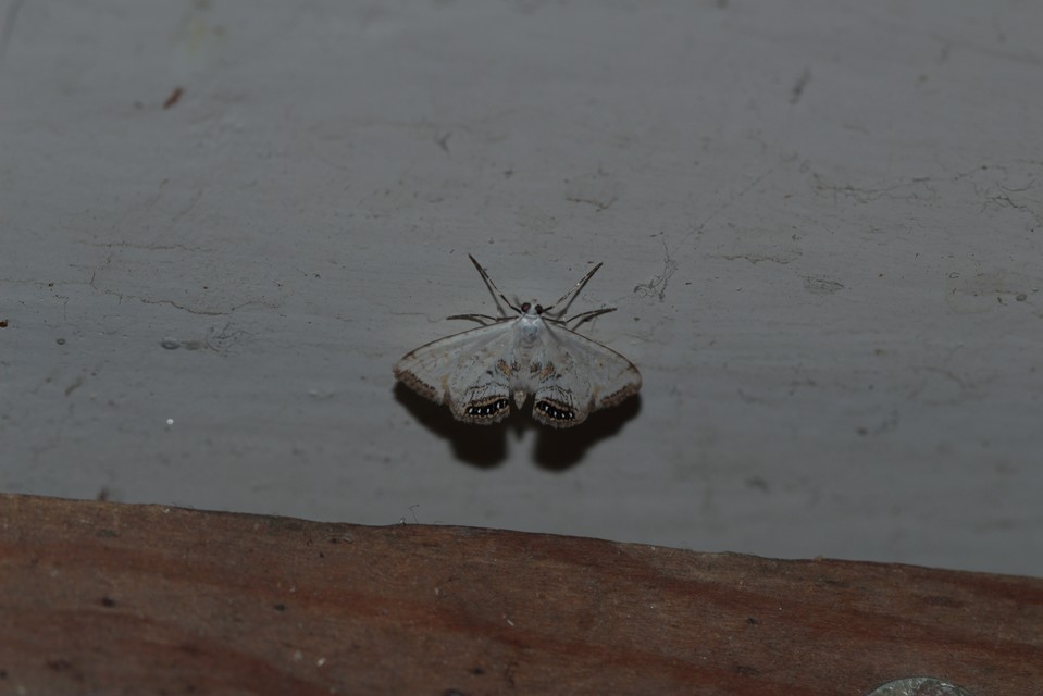 Cataclysta lemnata - békalencsemoly