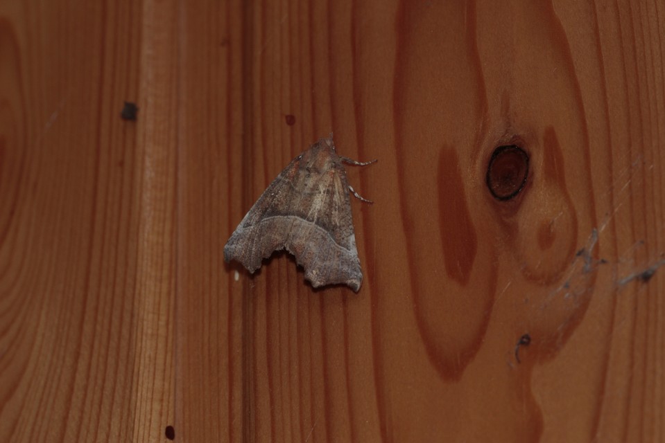 Scoliopteryx libatrix - vörös csipkésbagoly