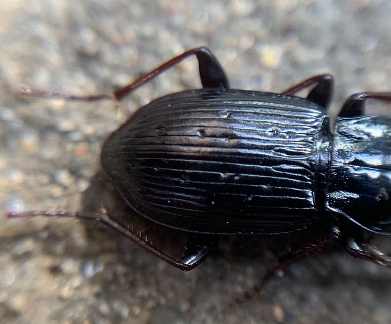 Pterostichus oblongopunctatus - gödörkés gyászfutó