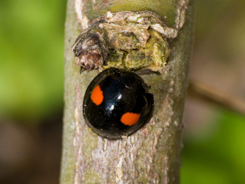 Chilocorus renipustulatus - vesefoltos szerecsenkata