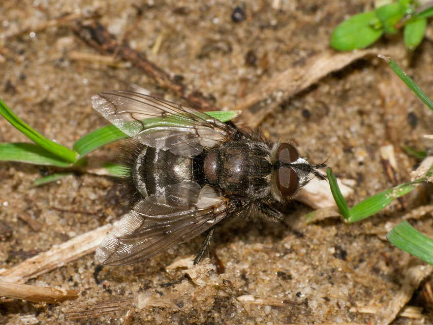 Ernestia puparum
