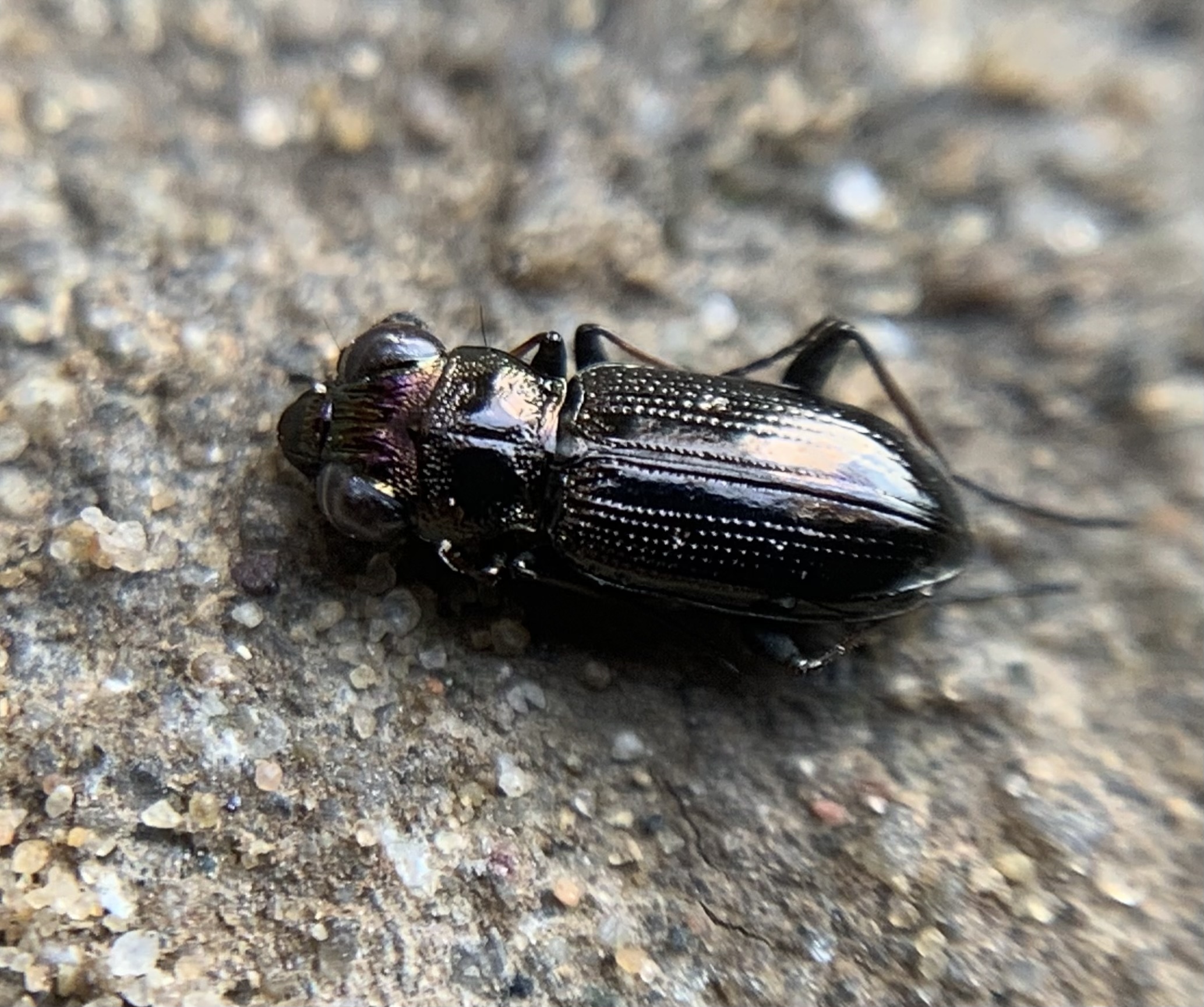 Notiophilus palustris - mocsári szemesfutó