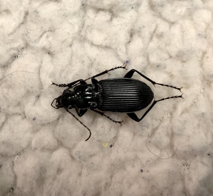 Pterostichus niger - komor gyászfutó
