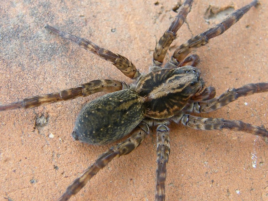 Trochosa